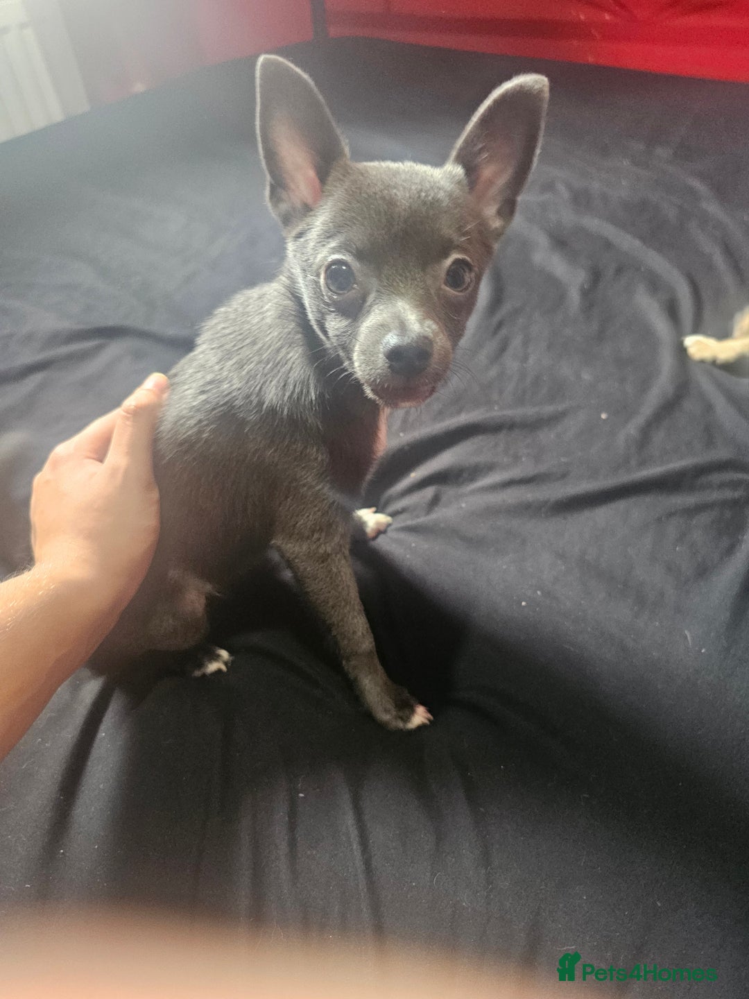 Pomchi dogs for sale: Rare blue pup looking for her forever home - Image 1