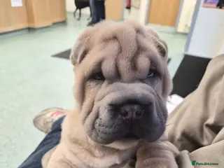 Shar Pei dogs Shar pei stunning little boy - Advert 18