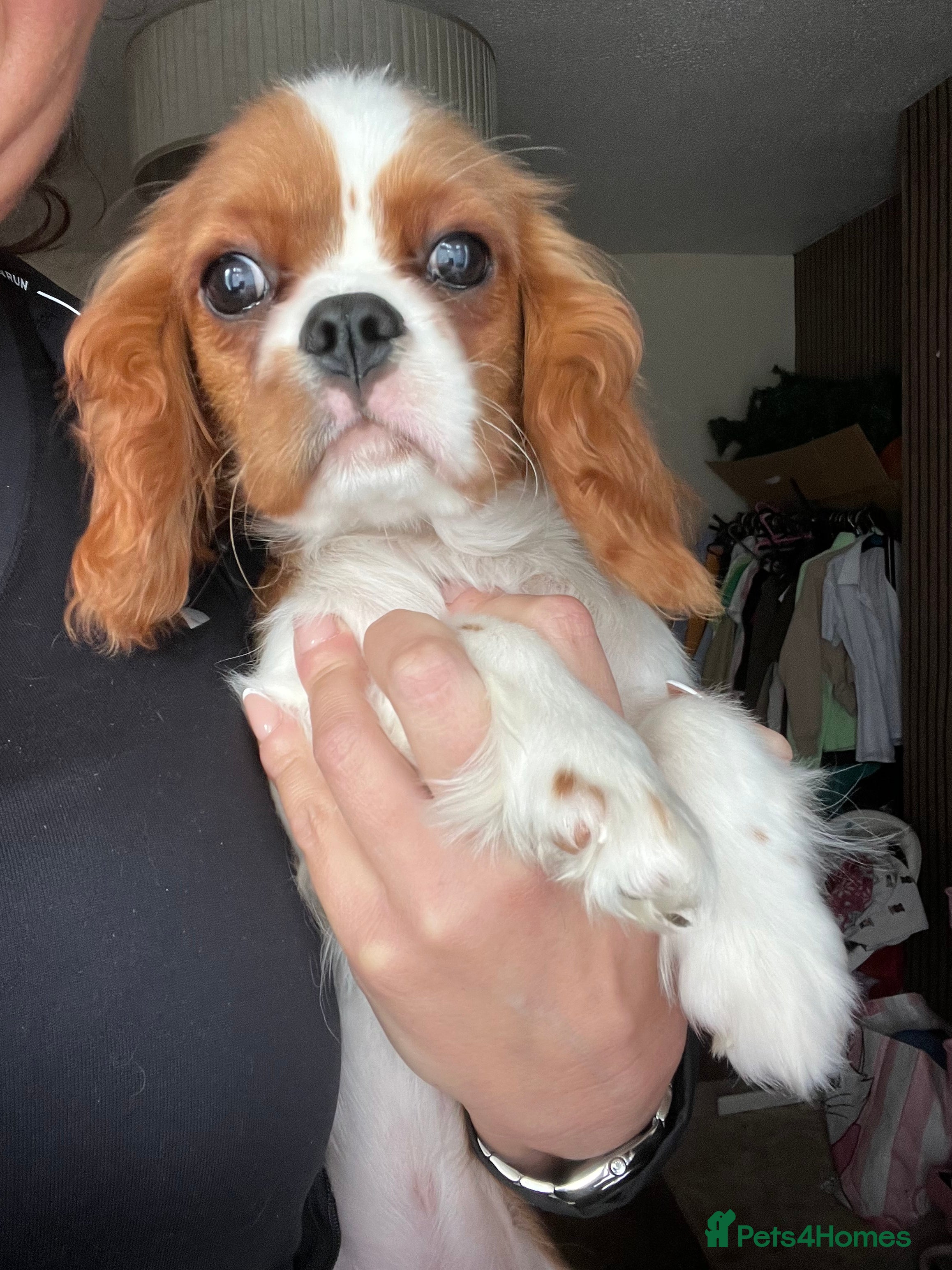 Cavalier King Charles Spaniel dogs 1 King Charles cavalier ready to leave  - Advert 18