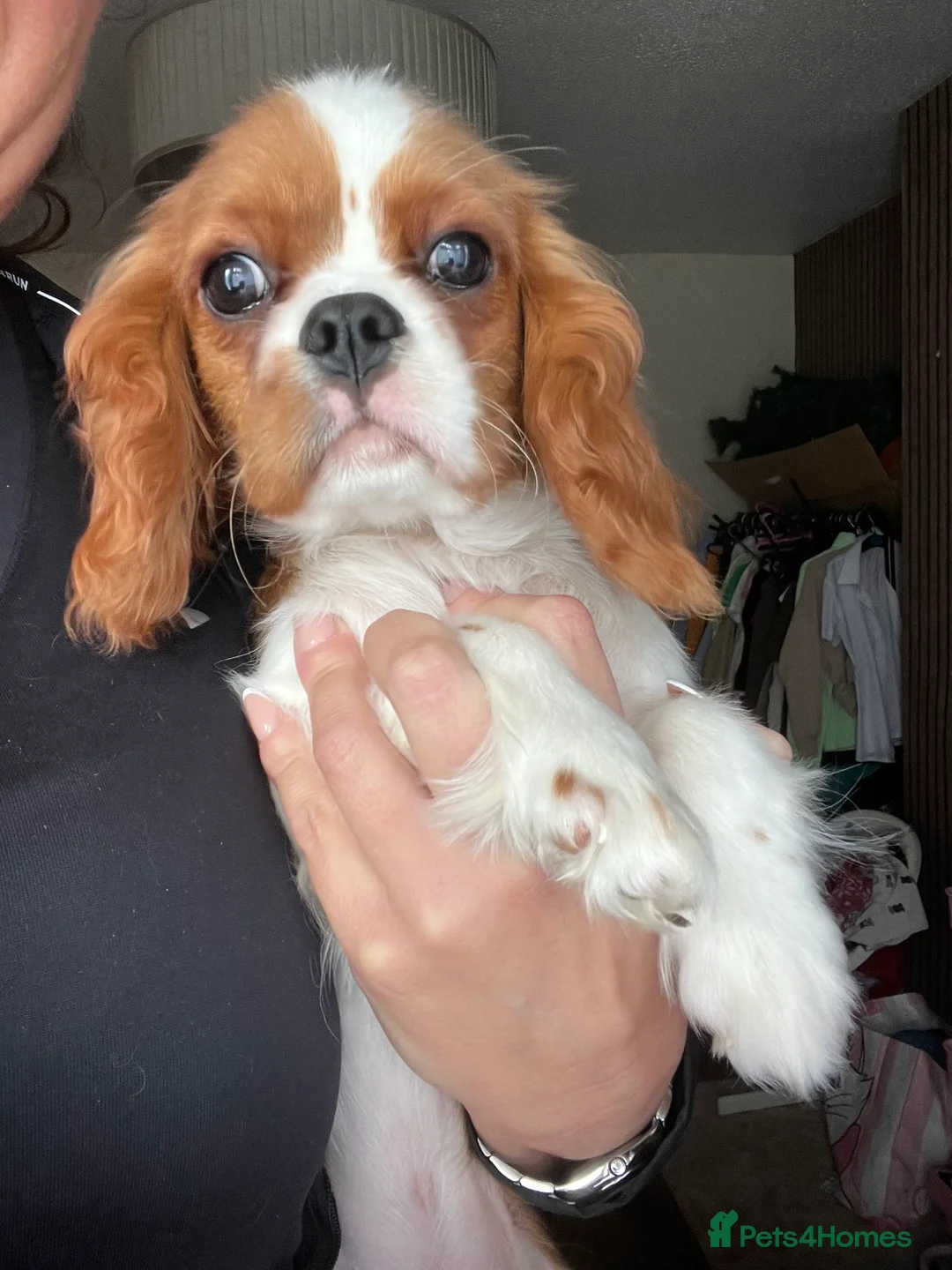 Cavalier King Charles Spaniel dogs for sale: 1 King Charles cavalier ready to leave  - Advert 1