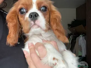 Cavalier King Charles Spaniel dogs 1 King Charles cavalier ready to leave - Advert 18
