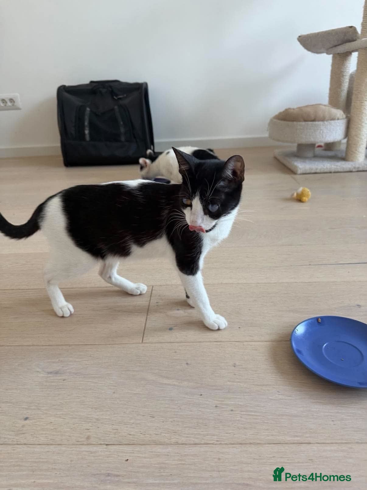Mixed Breed cats Mary - Norwich Norfolk  - Advert 1