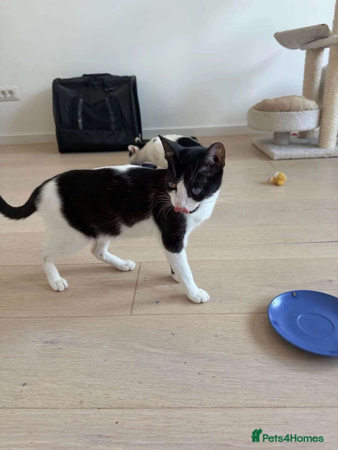Mixed Breed cats for adoption: Mary - Norwich Norfolk  - Advert 1