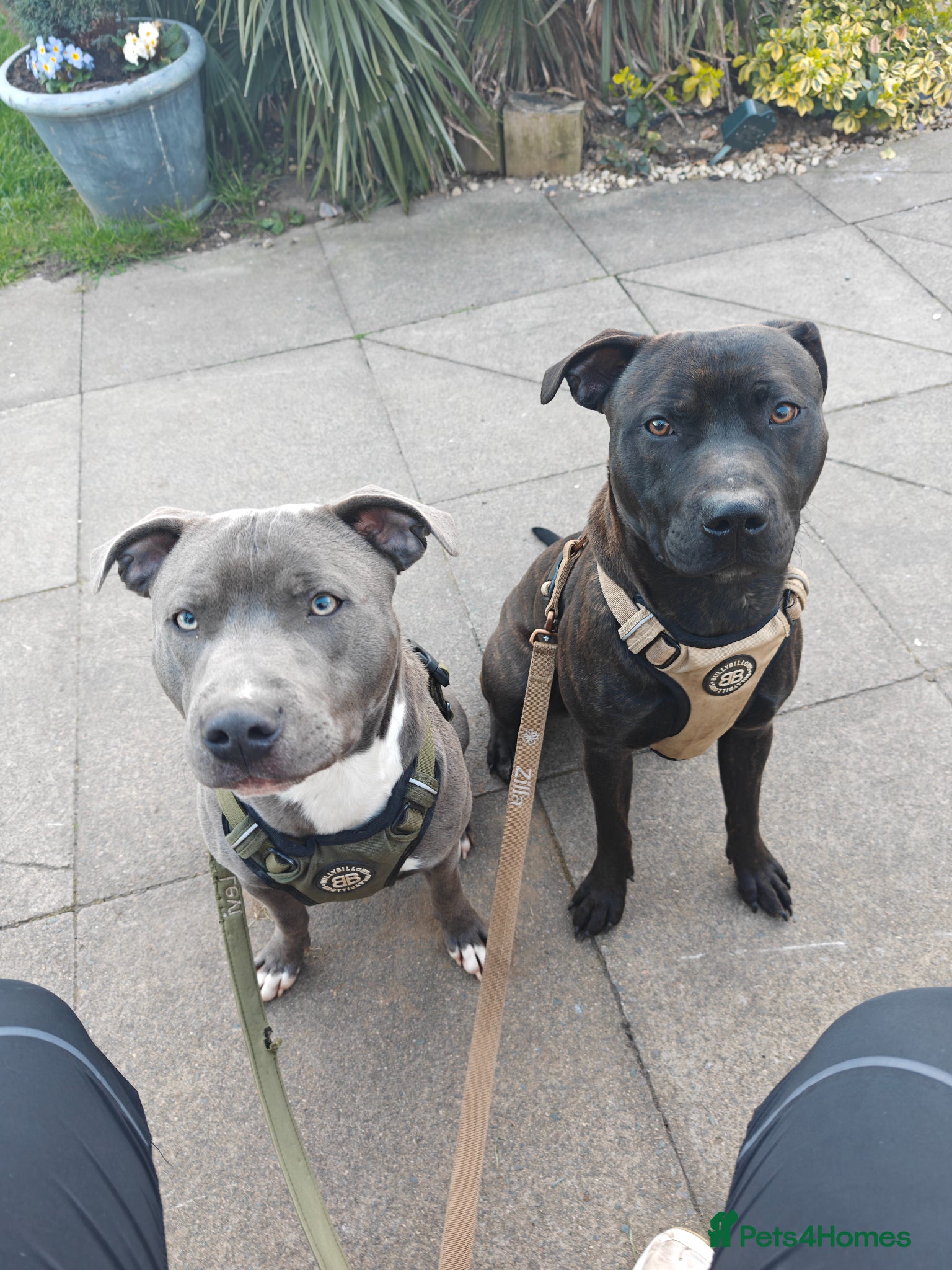 Mixed Breed dogs 2 Boy Staffys - Advert 5