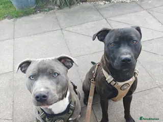 Mixed Breed dogs 2 Boy Staffys - Advert 5