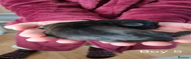 Shih Tzu 2