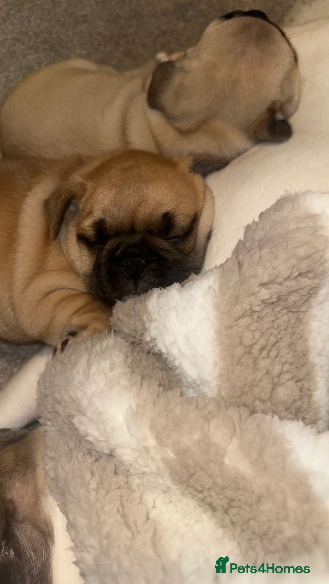 Frug dogs for sale: Female Frugs looking for forever home - Advert 2