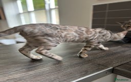 Bengal cats for sale: Beautiful Bengal Kittens ❤️  - Image 4
