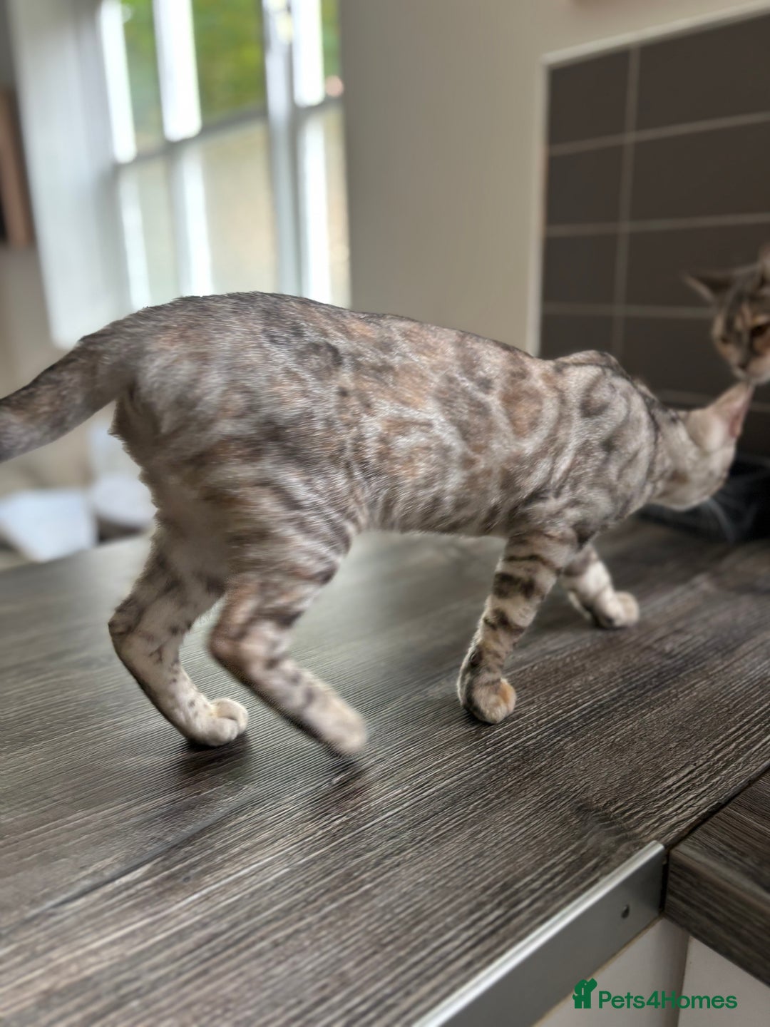 Bengal cats for sale: Beautiful Bengal Kittens ❤️  - Image 4