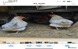 Chickens poultry for sale: Chicks  - Image 3