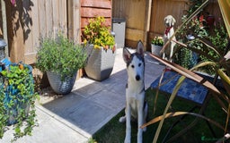 Siberian Husky dogs for sale: Siberian Husky Belle ♥️ - Image 5