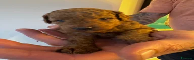 Mixed Breed 5