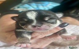 Chihuahua dogs for sale: KC Chihuahuas 🇬🇧 bloodlines 🌟🌟🌟🌟🌟 - Image 2
