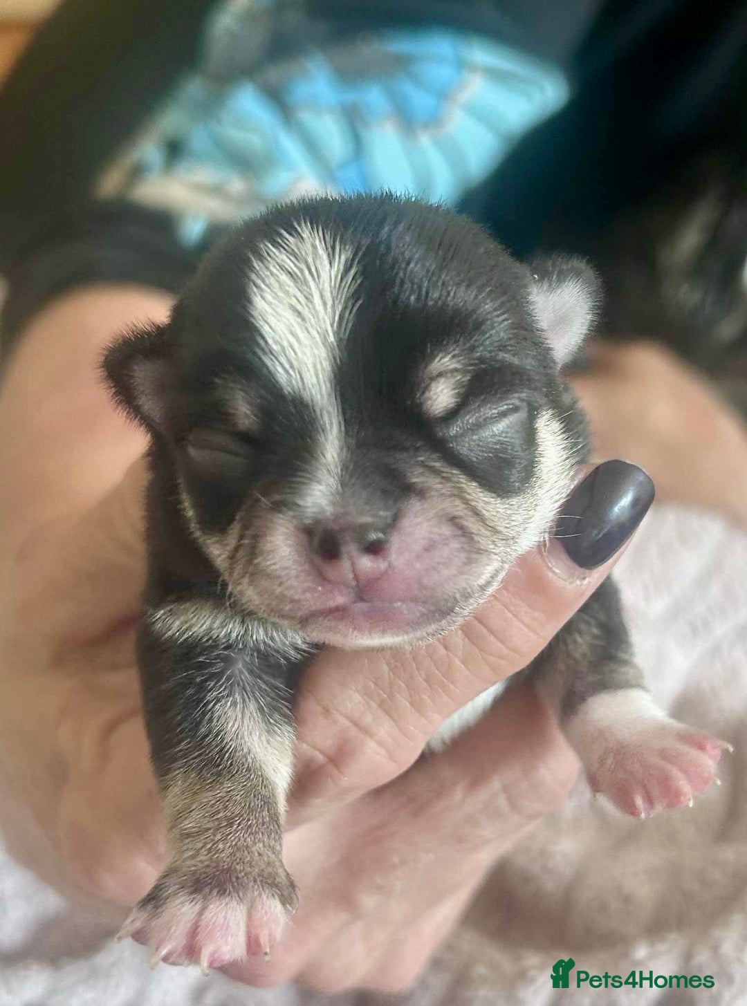 Chihuahua dogs for sale: KC Chihuahuas 🇬🇧 bloodlines 🌟🌟🌟🌟🌟 - Image 2
