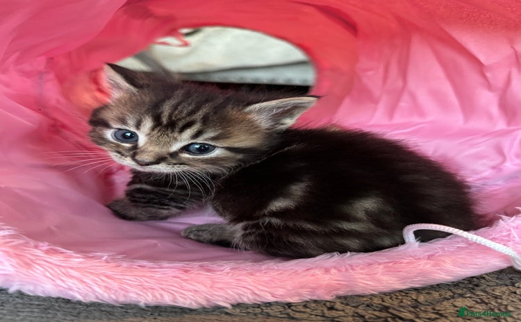 Munchkin cats - Advert 4