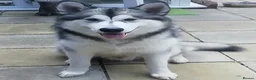 Alaskan Malamute dogs for stud: ALASKAN MALAMUTE FOR STUD in Winchester - Advert 1