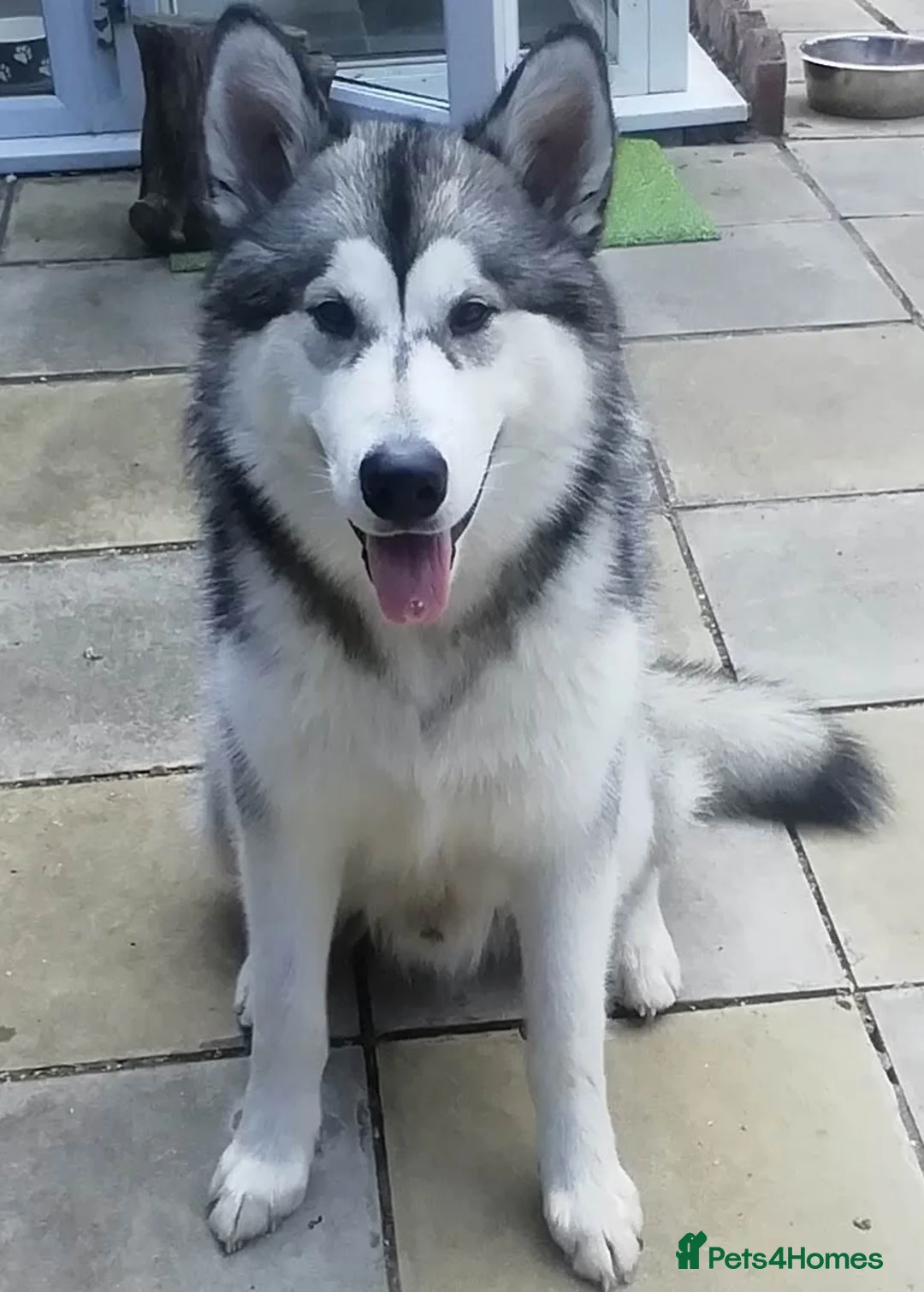 Alaskan Malamute dogs for stud: ALASKAN MALAMUTE FOR STUD in Winchester - Advert 1