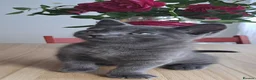 Russian Blue cats for sale: Stunning Russian Blue Cross Available 🐾 - Advert 5