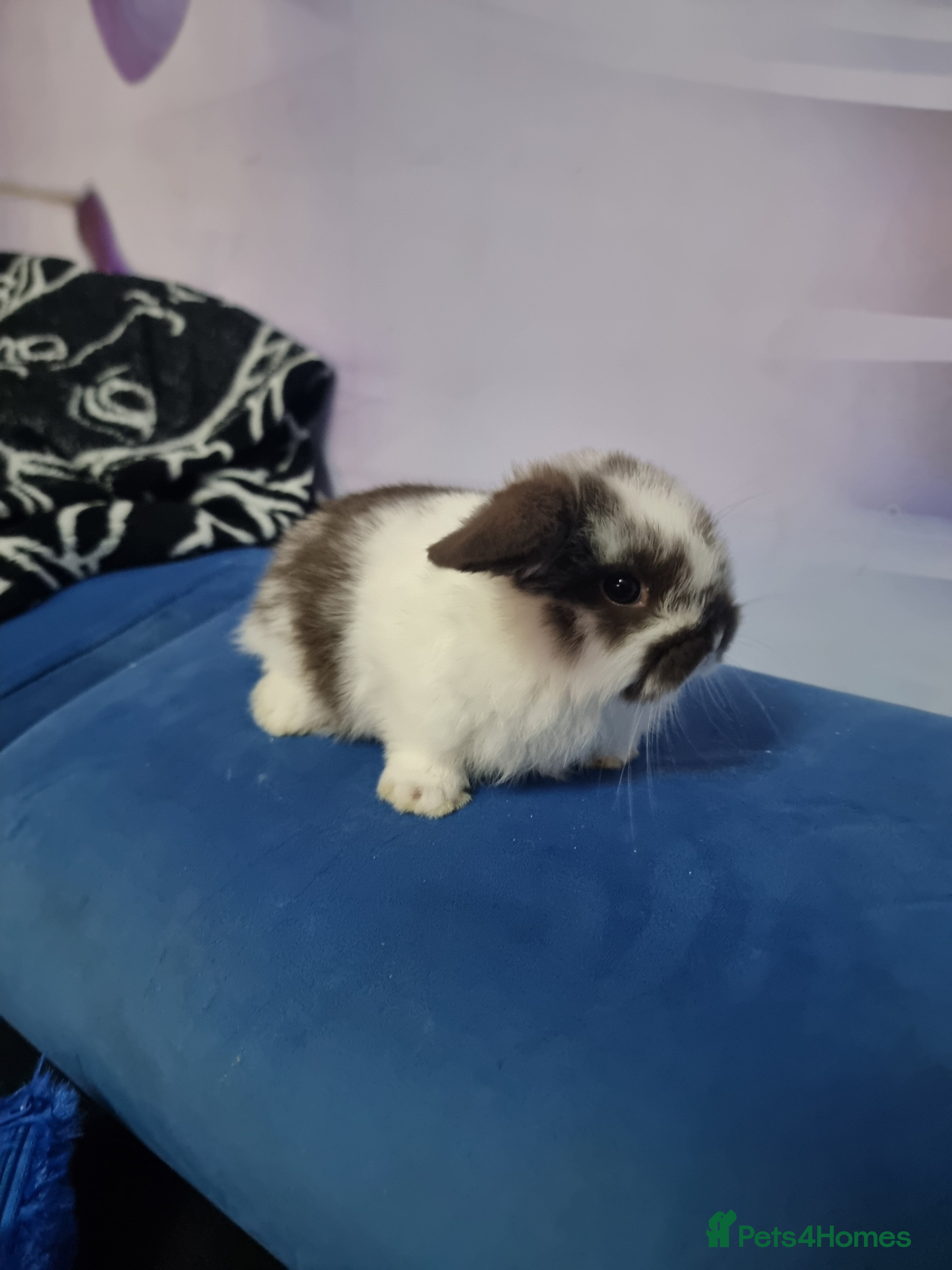 Lionhead rabbits Bunnies ready for Easter  - Advert 4