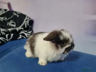 Lionhead rabbits Bunnies ready for Easter - Advert 2
