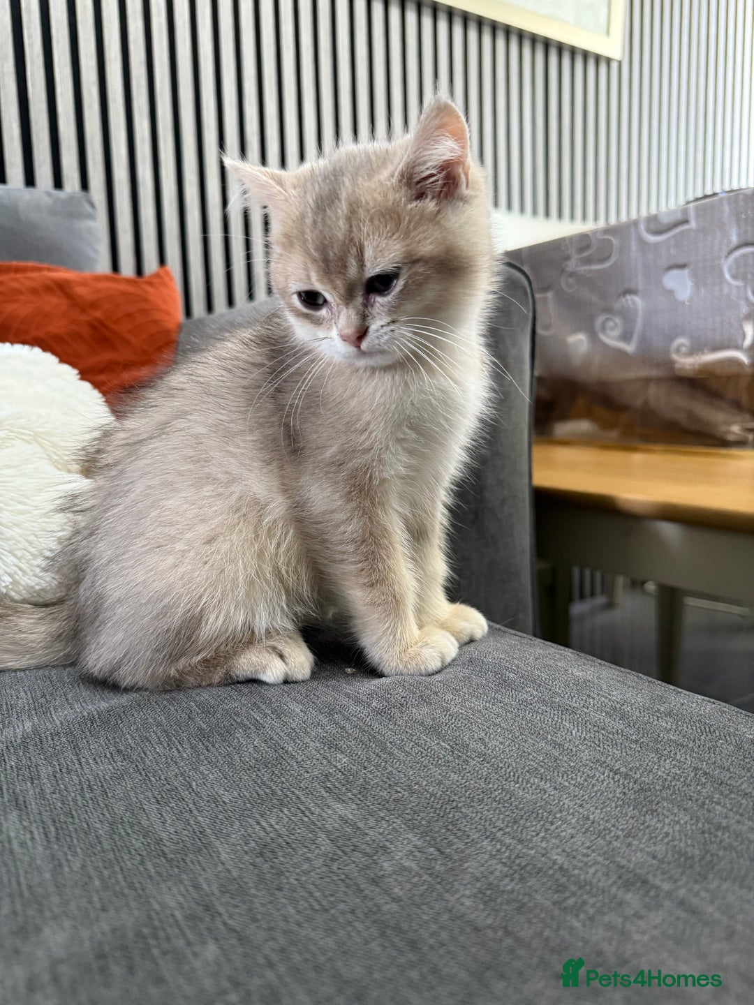 British Shorthair cats for sale: Top quality Champion Gccf british shorthair - Image 27