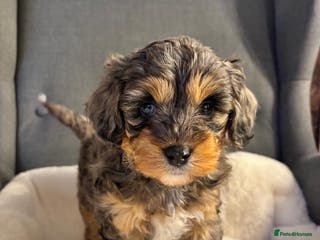 Cavapoo dogs Beautiful Boy Cavapoo Puppy For Sale - Advert 2