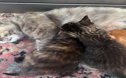 Norwegian Forest Cat cats for sale: Norwegian forest x Bengal kittens  - Image 4