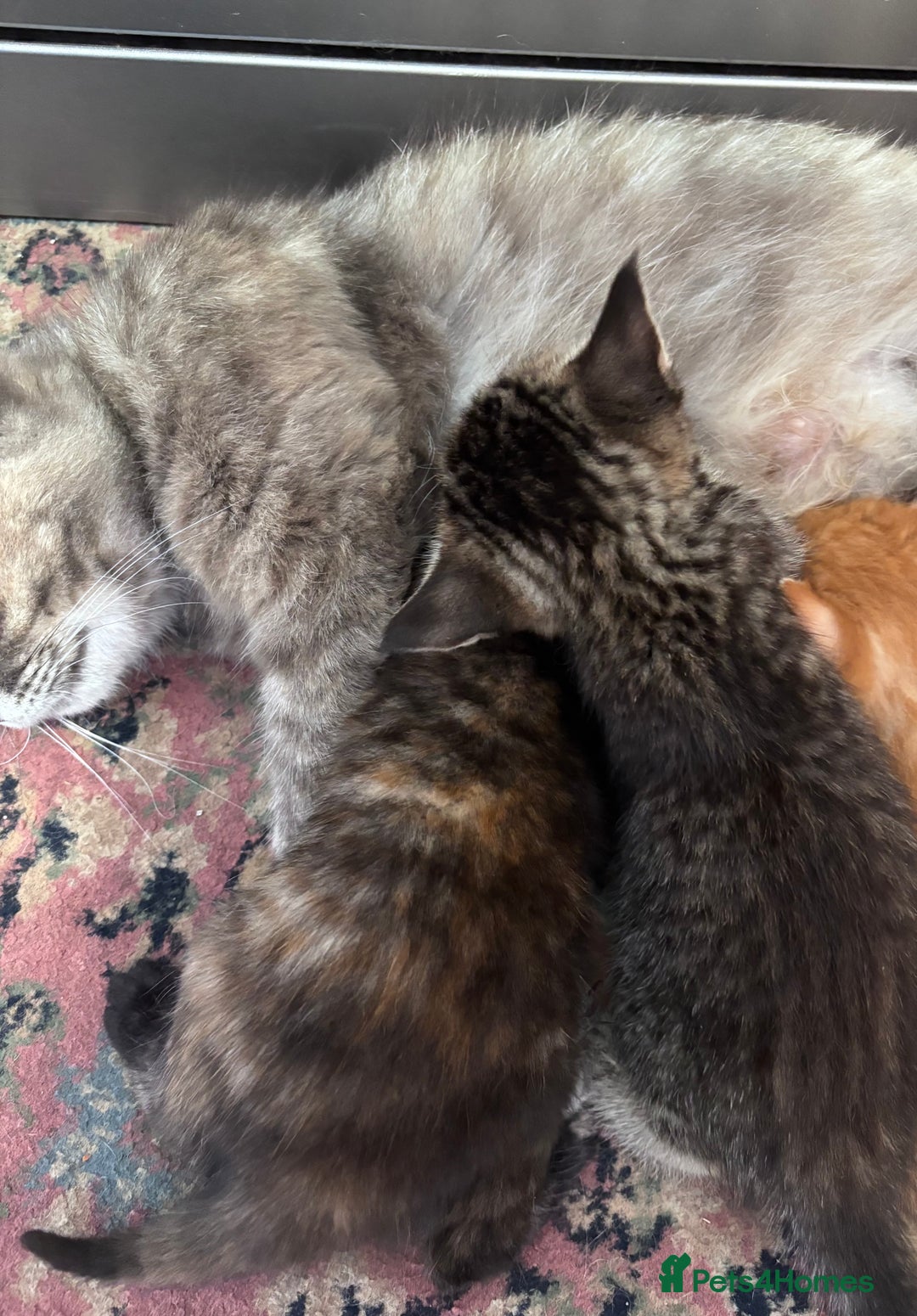 Norwegian Forest Cat cats for sale: Norwegian forest x Bengal kittens  - Image 4