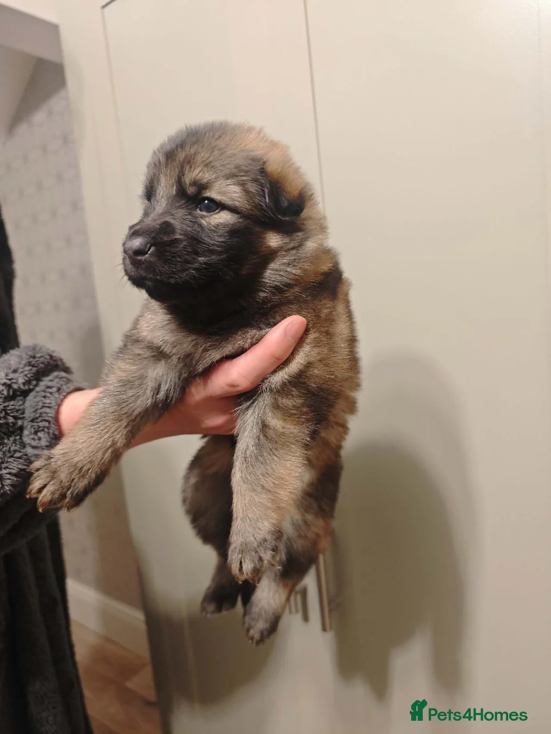 German Shepherd dogs for sale: 100% Purebred XL Long-Hair German Shepherd Puppies - Advert 2