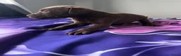 Patterdale Terrier dogs for sale: Patterdale terrier pups  - Advert 12