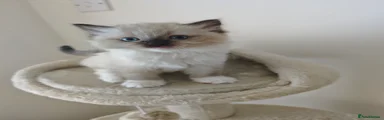 Ragdoll 2 blue