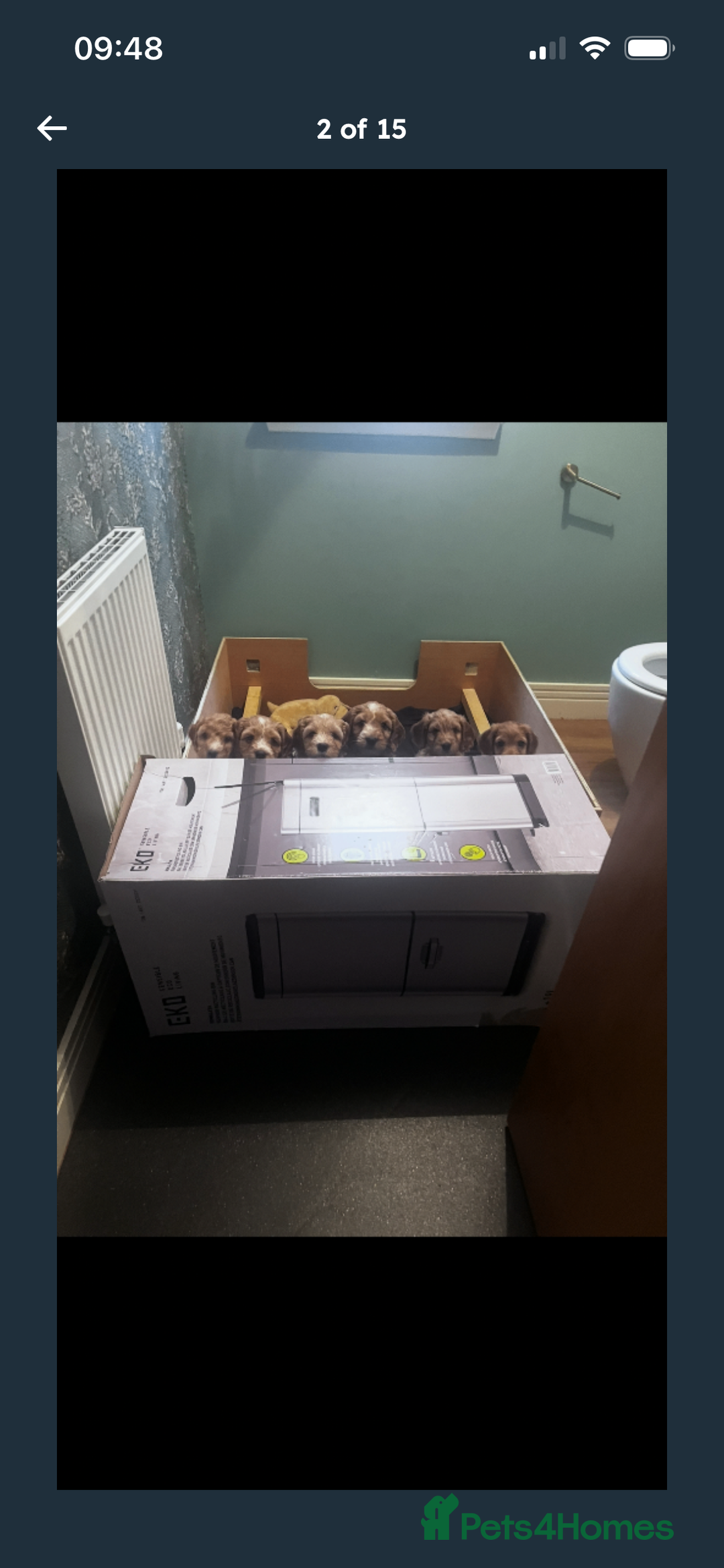 Cockapoo dogs for sale: F2 cockapoo puppies available  - Advert 2