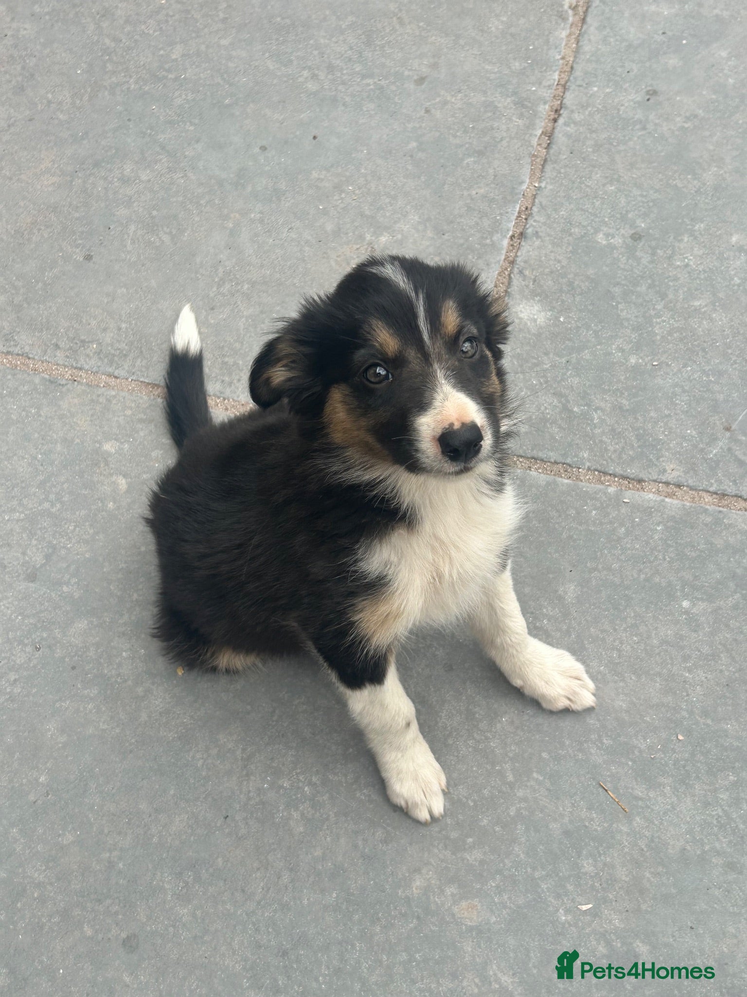 Mixed Breed dogs 🐾 Six Beautiful Welsh Border Collies 🐾 - Advert 1