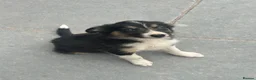 Mixed Breed dogs for sale: 🐾 Six Beautiful Welsh Border Collies 🐾 - Advert 1