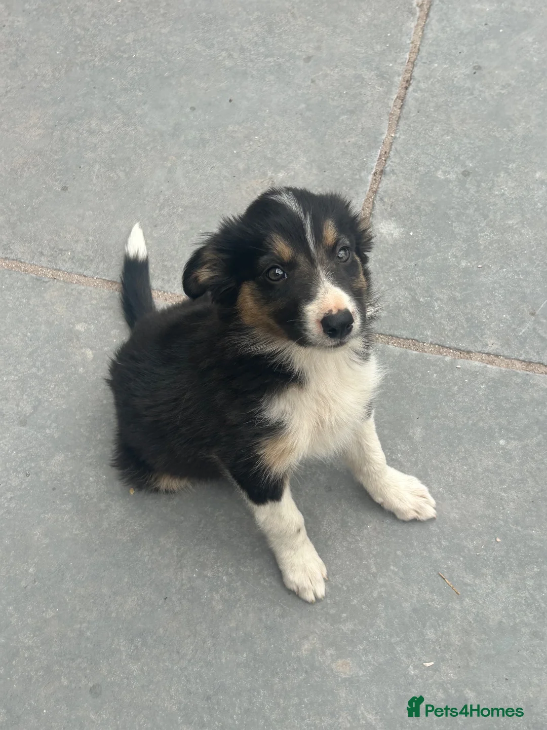 Mixed Breed dogs for sale: 🐾 Six Beautiful Welsh Border Collies 🐾 - Advert 1