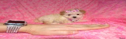 Maltipoo dogs for sale: *Apricot F1 Maltese x Toy Poodle Maltipoo Puppy* - Advert 1