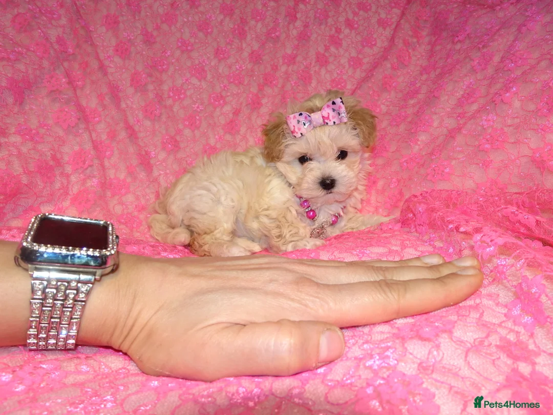 Maltipoo dogs for sale: *Apricot F1 Maltese x Toy Poodle Maltipoo Puppy* - Advert 1