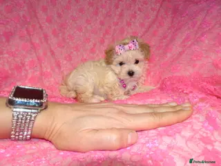 Maltipoo dogs *Apricot F1 Maltese x Toy Poodle Maltipoo Puppy* - Advert 1