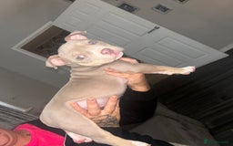 American Bully dogs for sale: Pocket bully female  - Image 1