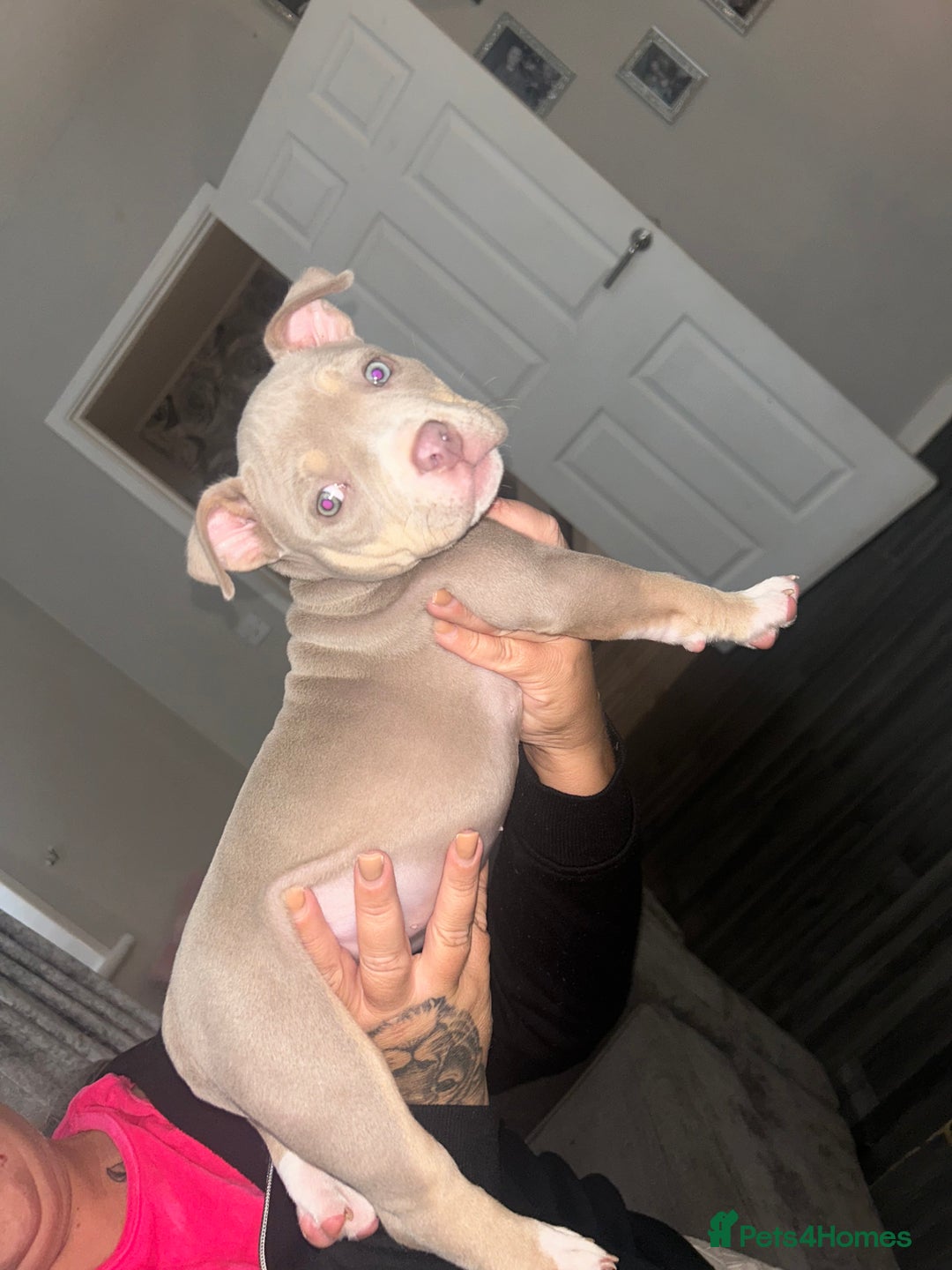 American Bully dogs for sale: Pocket bully female  - Image 1