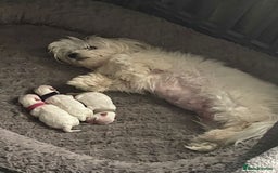 Maltese dogs for sale: 🥰 Gorgeous puppies 🥰🥰 - Image 17