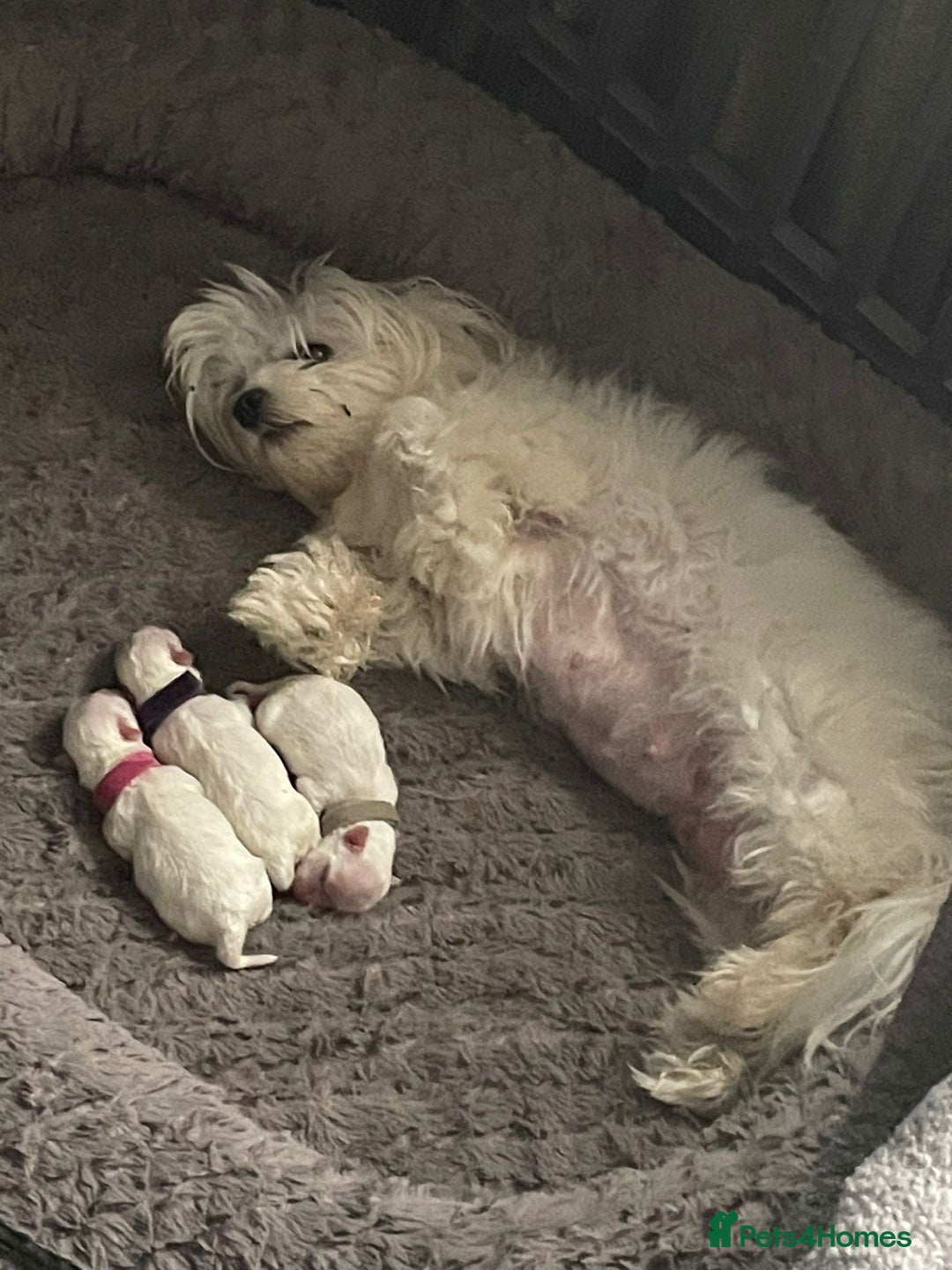 Maltese dogs for sale: 🥰 Gorgeous puppies 🥰🥰 - Image 17