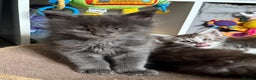 Maine Coon cats for sale: GCCF Maine coon stunning large kittens  - Advert 5