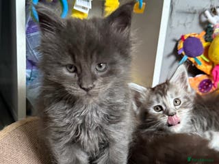 Maine Coon cats GCCF Maine coon stunning large kittens - Advert 17