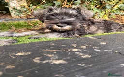 Miniature Schnauzer dogs for sale: Ready for our forever home’s miniature schnauzers  - Image 2