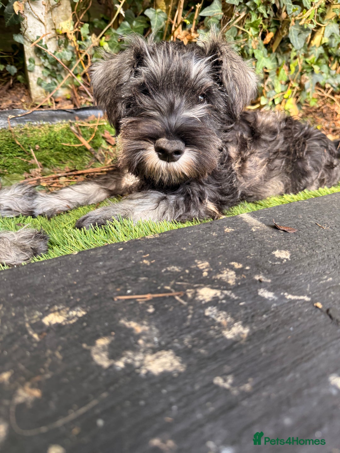 Miniature Schnauzer dogs for sale: Ready for our forever home’s miniature schnauzers  - Image 2