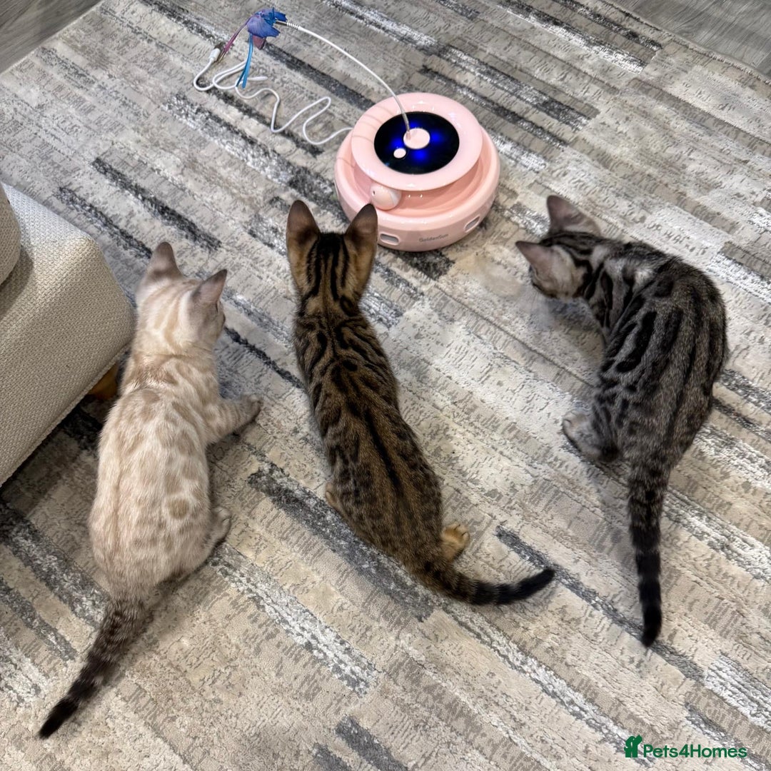 Bengal cats for sale: 🩶 BENGAL 🔥 KITTENS 🤍 TICA REGISTERED  - Advert 21