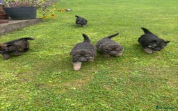 German Shepherd dogs for sale: 8 beautiful long haired German shepherd puppies  - Image 23