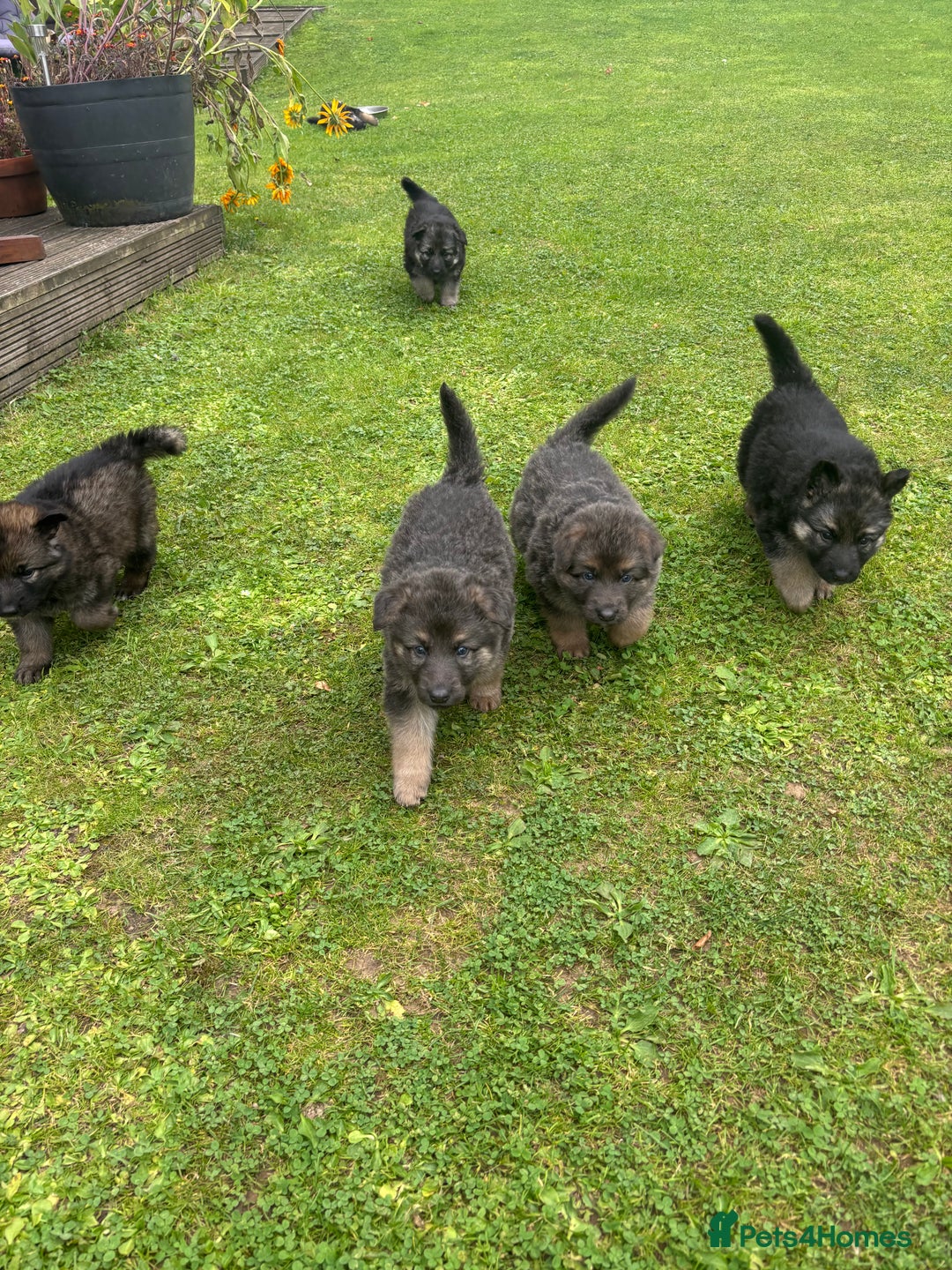 German Shepherd dogs for sale: 8 beautiful long haired German shepherd puppies  - Image 23