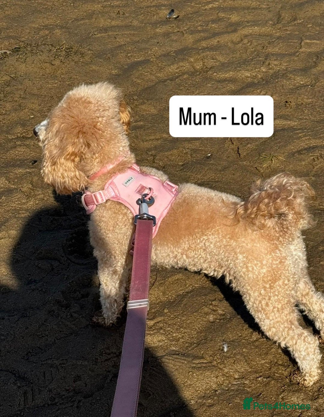 Cavapoo dogs for sale: Two Gorgeous light red Cavapoo Boys  - Advert 15